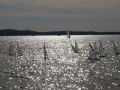 mueggelsee4